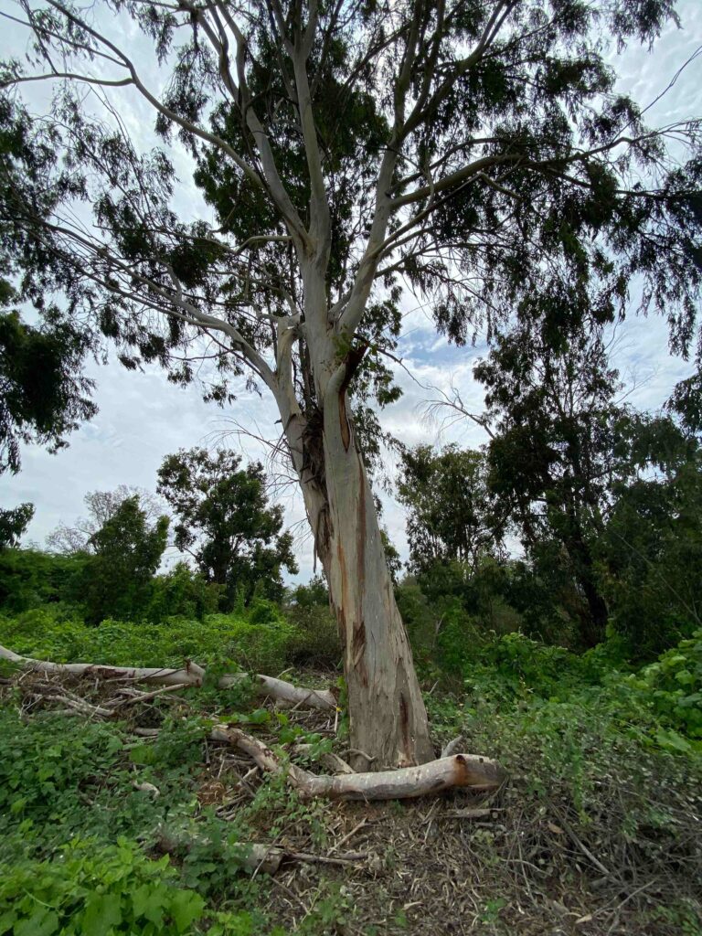 Aunque a lo largo de los años hemos notado una menor densidad de árboles en la zona rural donde vivimos, aún sigue habiendo muchos ejemplares. La disminución en el uso de leña debido a que más personas han optado por el gas ha reducido la deforestación en los bosques adyacentes. Cuidar los árboles es fundamental, pues como bien dice el refrán: "no solo perdemos la soga, sino también el cabrito".