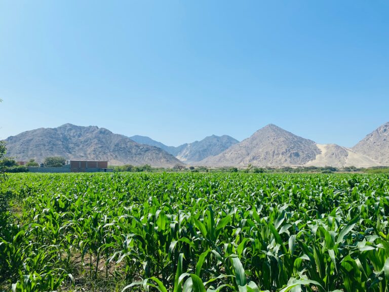 La región donde he instalado mis paneles solares se caracteriza por un clima cálido durante todo el año, con una presencia constante de sol. Además, debido a las montañas o cerros que la rodean, el calor se intensifica, convirtiendo esta zona geográfica en un lugar extremadamente caluroso, ideal para maximizar la captación de energía solar.