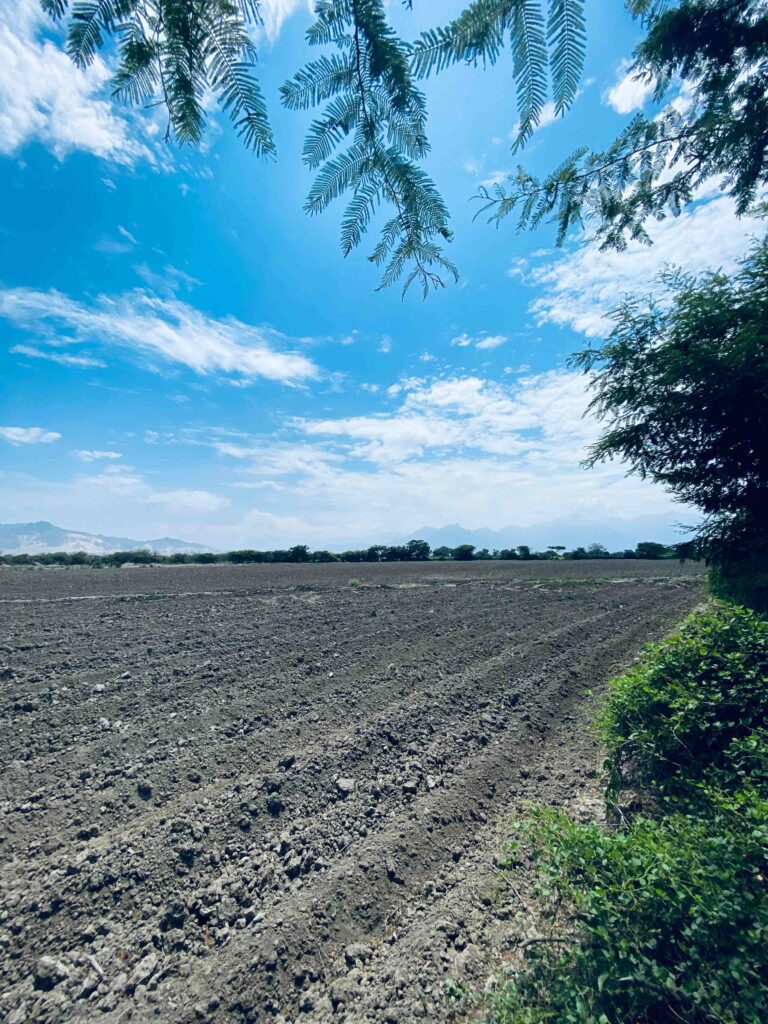 Vivir en el campo ofrece grandes beneficios. Disfrutas de amplios espacios abiertos para caminar, lejos de la aglomeración de las ciudades; aquí apenas se ven personas, solo alguna que otra casa dispersa en el paisaje. El bullicio constante y el trajín urbano no forman parte de este entorno.

Sin embargo, optar por la vida campestre no es una decisión que deba tomarse a la ligera, ni está exenta de desafíos. No todo es color de rosa. Pero con una buena planificación, las estrategias adecuadas y siguiendo las recomendaciones necesarias, es posible adaptarse y disfrutar de una vida plena y tranquila lejos de la ciudad.