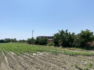 En este artículo comparto mi experiencia personal al dejar la ciudad y mudarme al campo. Hablo de cómo cambió mi vida, las comodidades que llevé conmigo, y las ventajas que encontré en la tranquilidad rural frente al ritmo acelerado de la ciudad. También reflexiono sobre lo que significa realmente vivir en el campo hoy en día.
