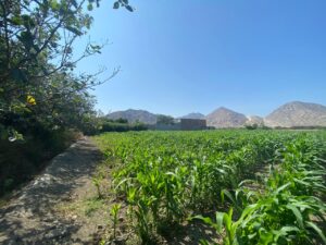 ¿Te atrae la idea de vivir lejos de la ciudad? En este artículo, exploramos la otra cara de la vida rural: las desventajas y riesgos reales del aislamiento. No se trata de desanimarte, sino de prepararte. Descubre consejos prácticos y esenciales sobre seguridad, logística, suministros de energía y salud, basados en experiencia real, para que tu transición al campo sea segura, consciente y plenamente satisfactoria. ¡Aprende a convertir los posibles inconvenientes en soluciones!