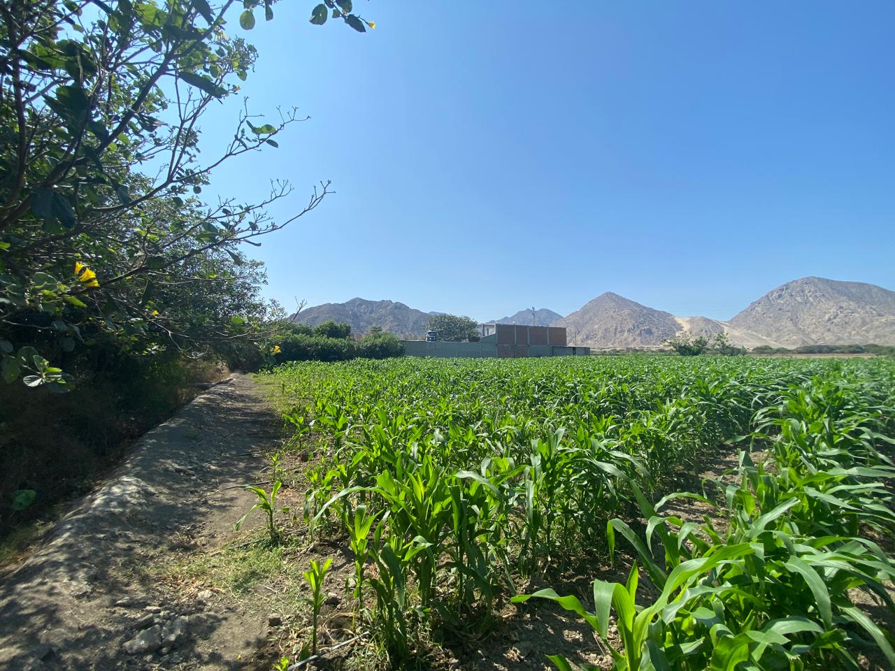 ¿Te atrae la idea de vivir lejos de la ciudad? En este artículo, exploramos la otra cara de la vida rural: las desventajas y riesgos reales del aislamiento. No se trata de desanimarte, sino de prepararte. Descubre consejos prácticos y esenciales sobre seguridad, logística, suministros de energía y salud, basados en experiencia real, para que tu transición al campo sea segura, consciente y plenamente satisfactoria. ¡Aprende a convertir los posibles inconvenientes en soluciones!