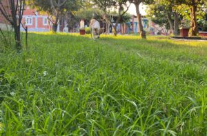Guía práctica para transformar un terreno extremadamente duro y compacto en un suelo fértil listo para sembrar césped. Descubre los pasos esenciales de preparación, desde la nivelación y descompactación hasta la aplicación estratégica de yeso agrícola (NATCAL), un producto clave para mejorar la textura del suelo y garantizar resultados duraderos.