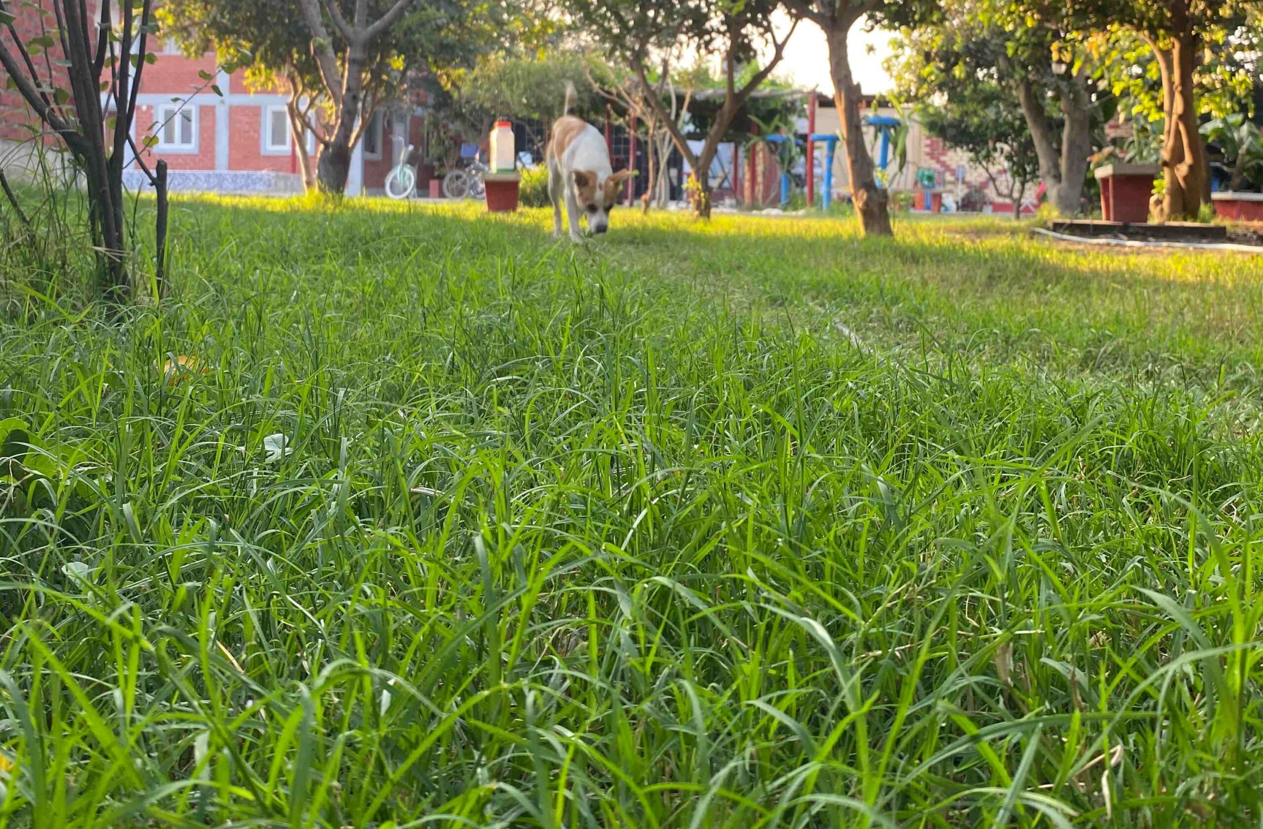 Guía práctica para transformar un terreno extremadamente duro y compacto en un suelo fértil listo para sembrar césped. Descubre los pasos esenciales de preparación, desde la nivelación y descompactación hasta la aplicación estratégica de yeso agrícola (NATCAL), un producto clave para mejorar la textura del suelo y garantizar resultados duraderos.