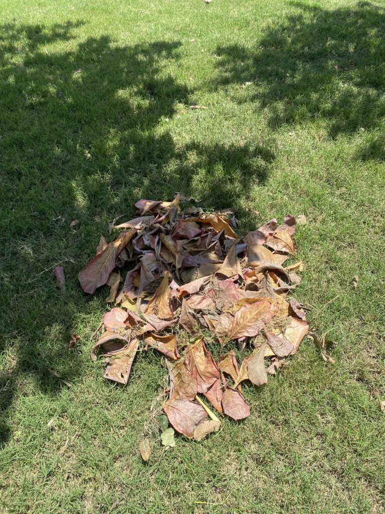 El fracaso en el jardín no es que la semilla no germine, sino no haberle dado el suelo que merecía para intentarlo.