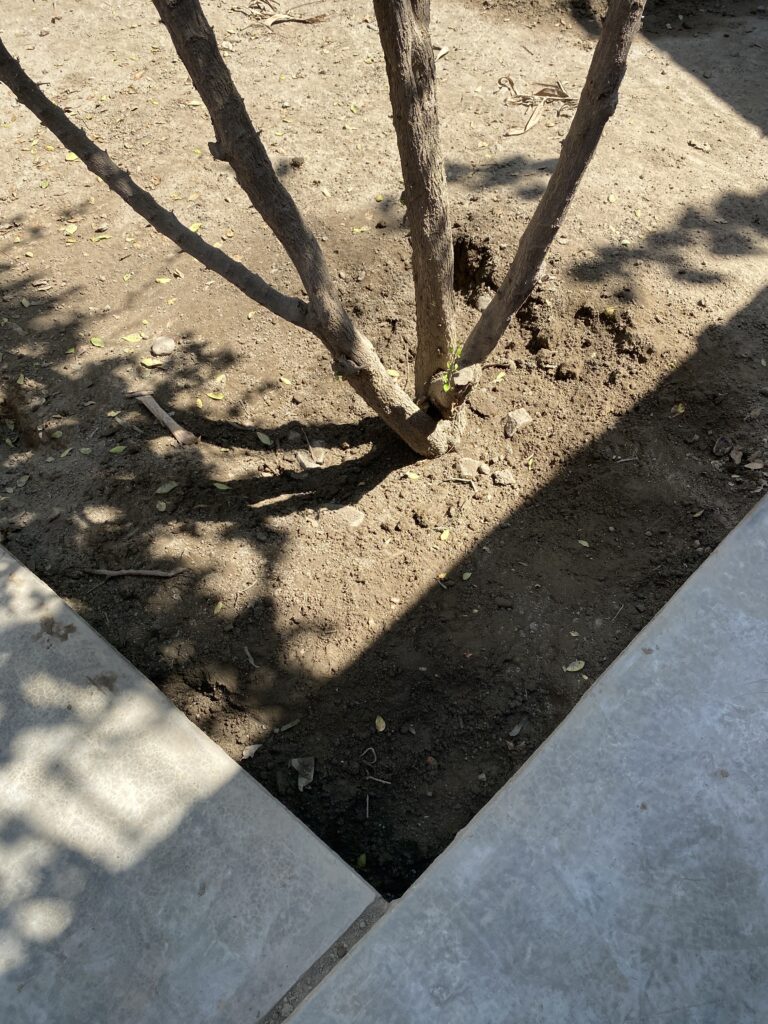 Antes de invertir en excelentes abonos, es crucial dar con el paso cero: verificar la calidad del suelo.