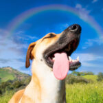 Cuidado de perros y gatos en verano: lo que recomiendan los expertos para proteger su salud