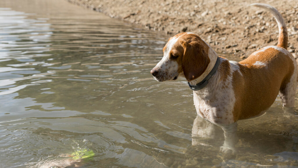 El verano no solo incomoda a nuestras mascotas; puede poner en riesgo su vida.