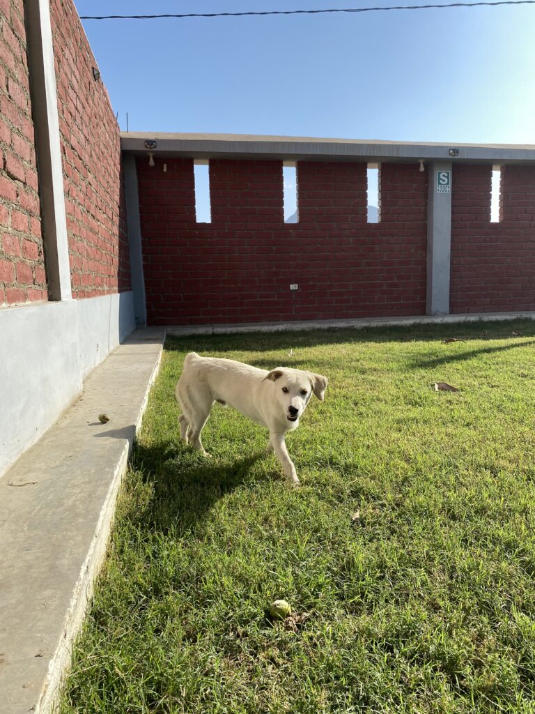 Las mascotas no sudan como nosotros; por eso el entorno es su mejor aliado.
